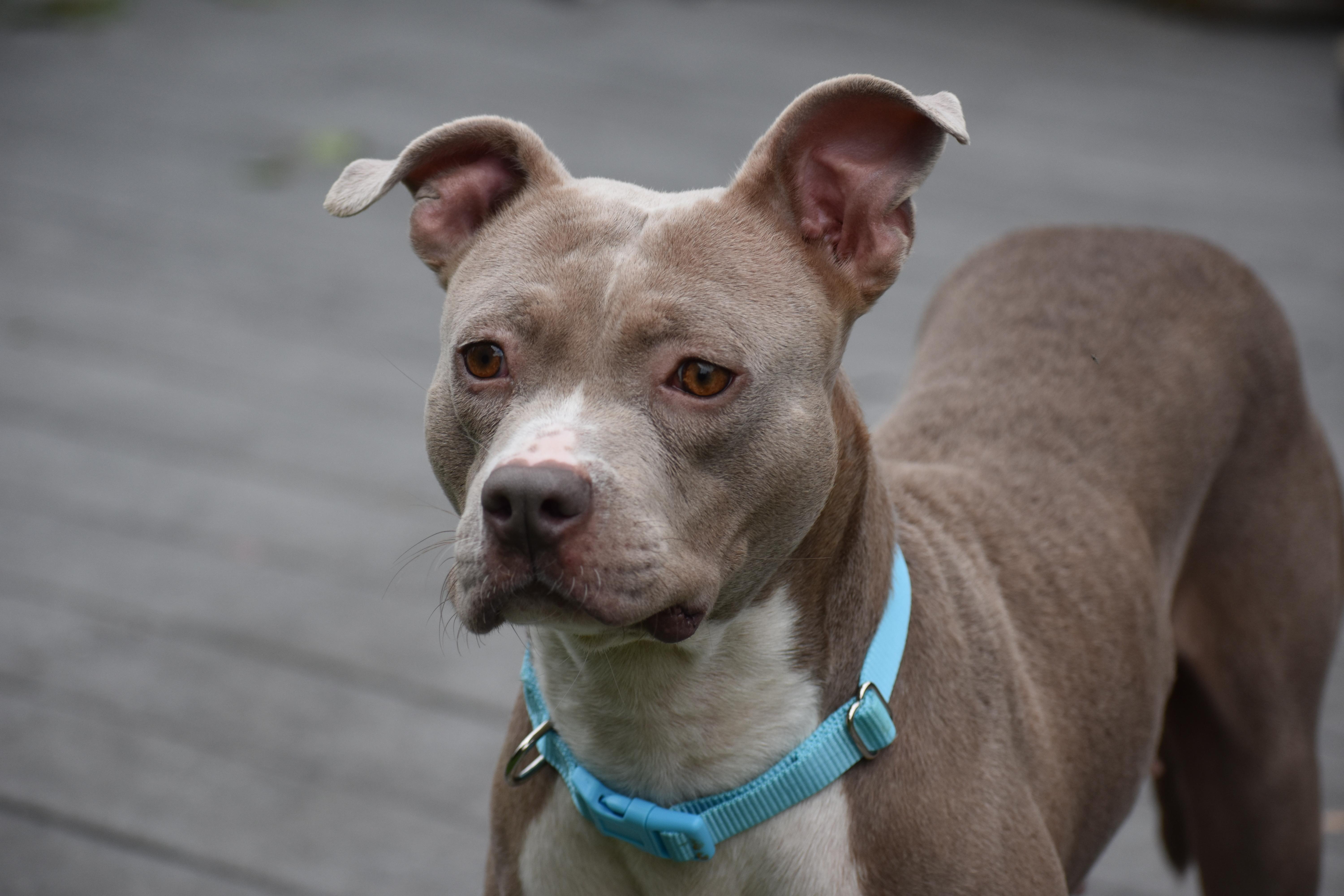Enlarge Mama Petunia, a Adoptable mixed breed in Carmel, NY image 5/6