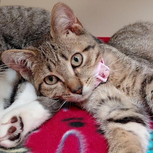 Enlarge Nadine-31076, a Adoptable Domestic Short Hair in Bartlett, TN image 1/4