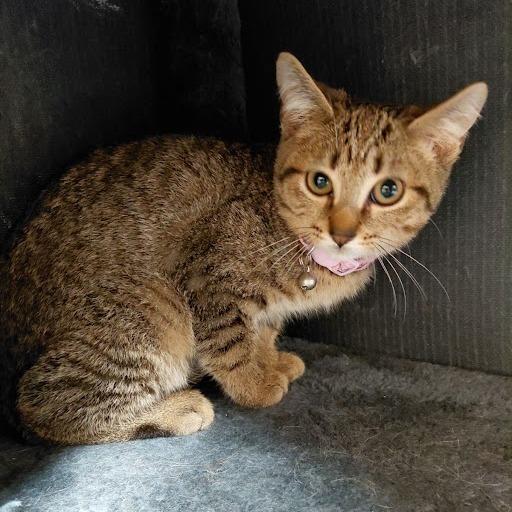 Enlarge Nadine-31076, a Adoptable Domestic Short Hair in Bartlett, TN image 2/4