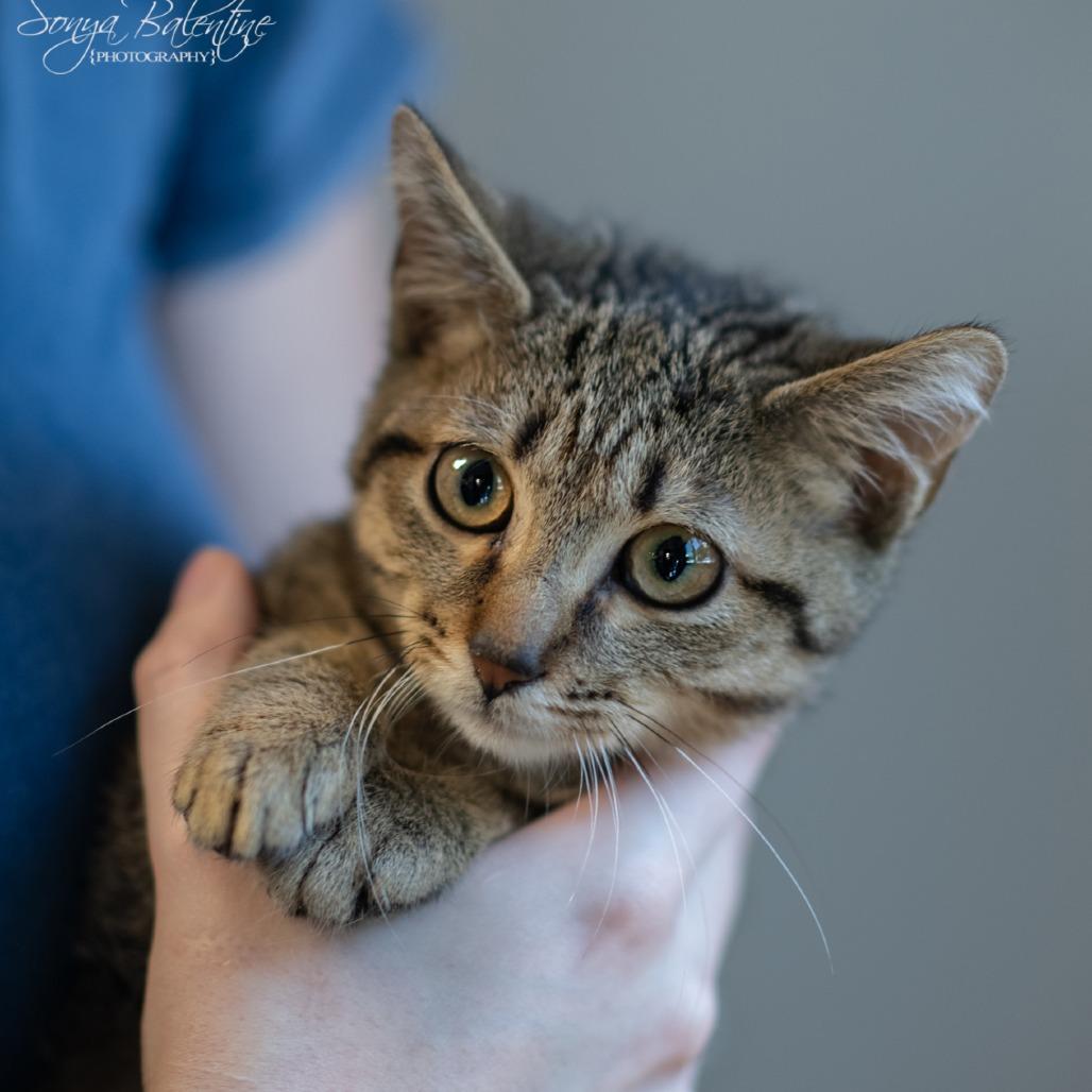 Enlarge Nadine-31076, a Adoptable Domestic Short Hair in Bartlett, TN image 3/4