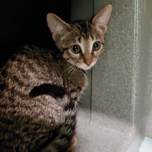 Enlarge Nadine-31076, a Adoptable Domestic Short Hair in Bartlett, TN image 4/4