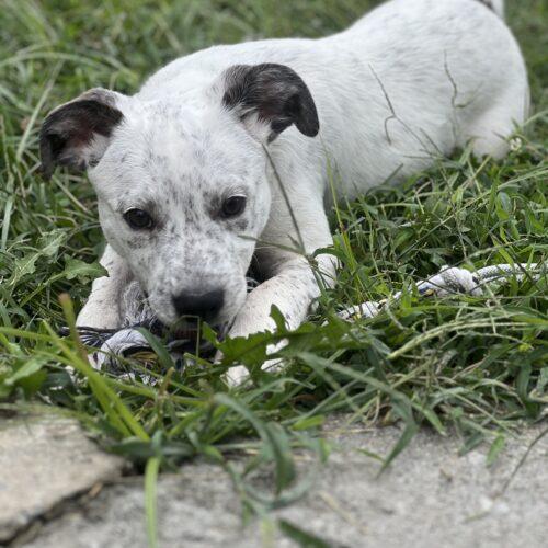 Bert, Adoptable, Puppy Male Mixed Breed & Mixed Breed.