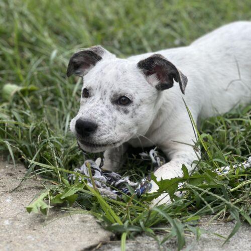 Enlarge Bert, a Adoptable mixed breed in Christiansburg, VA image 2/6