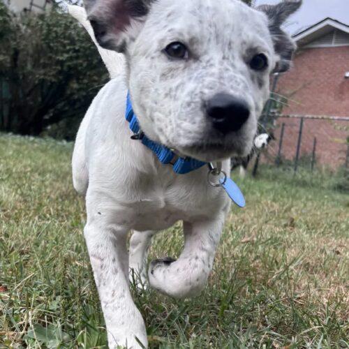 Enlarge Bert, a Adoptable mixed breed in Christiansburg, VA image 3/6
