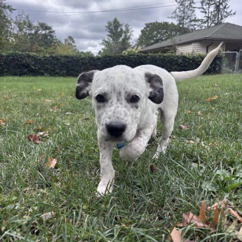 Enlarge Bert, a Adoptable mixed breed in Christiansburg, VA image 4/6
