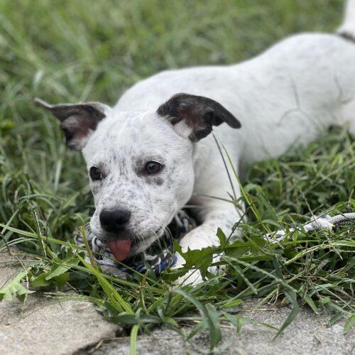 Enlarge Bert, a Adoptable mixed breed in Christiansburg, VA image 5/6