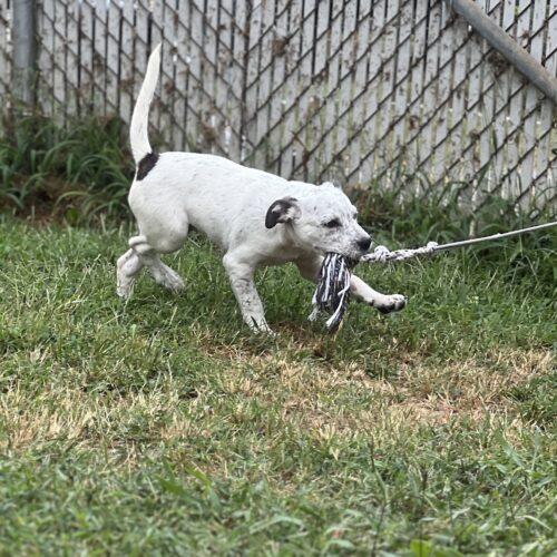 Enlarge Bert, a Adoptable mixed breed in Christiansburg, VA image 6/6