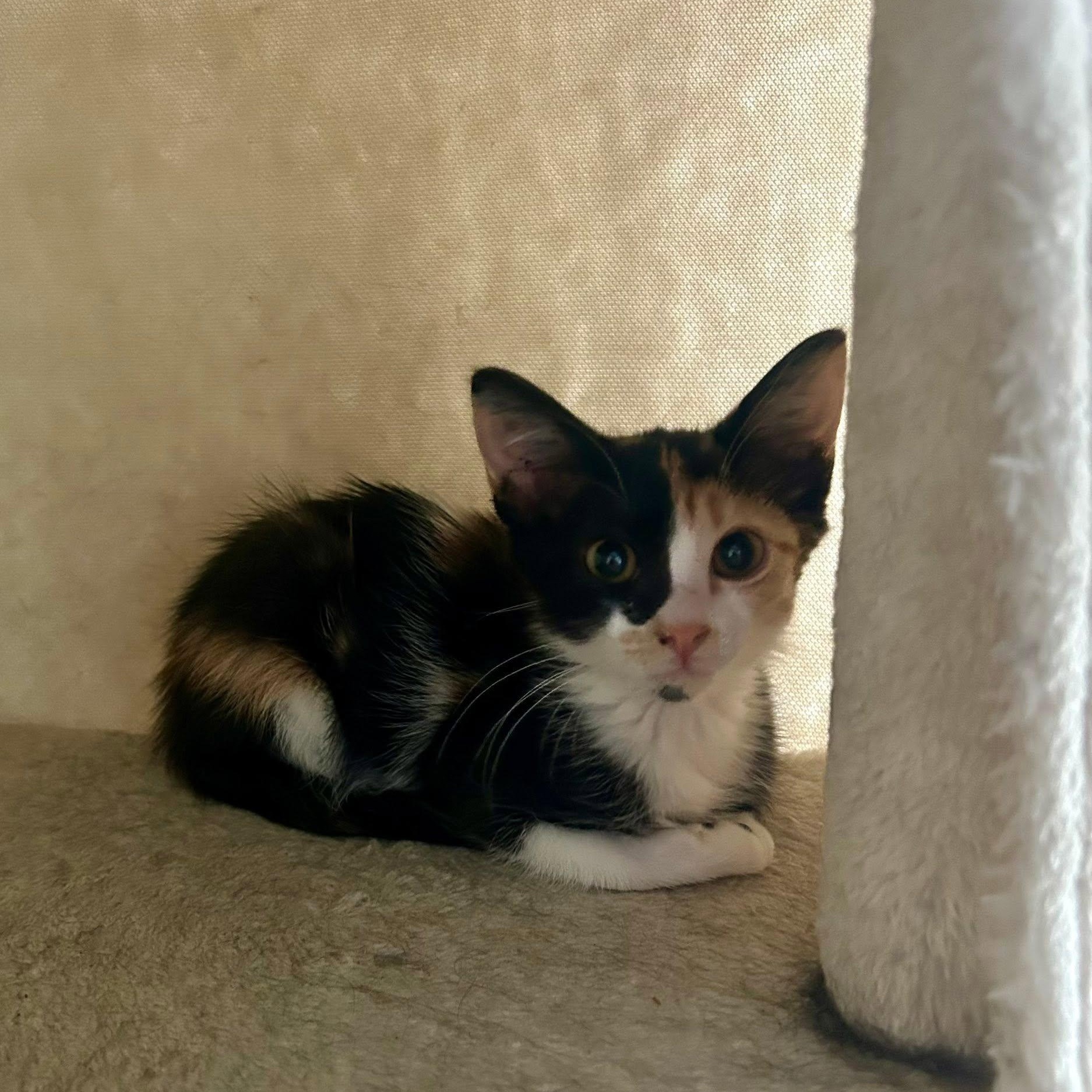 Enlarge Midge Pinciotti, an adopted Calico in Queen Creek, AZ image 4/4