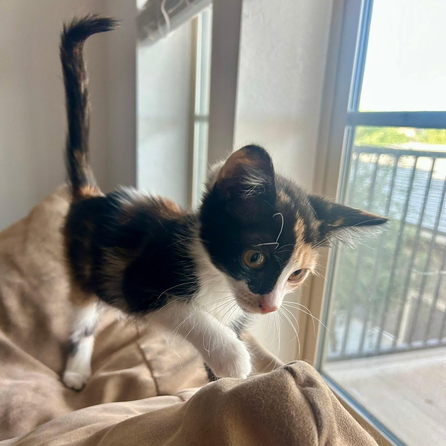 Enlarge Midge Pinciotti, an adopted Calico in Queen Creek, AZ image 2/4