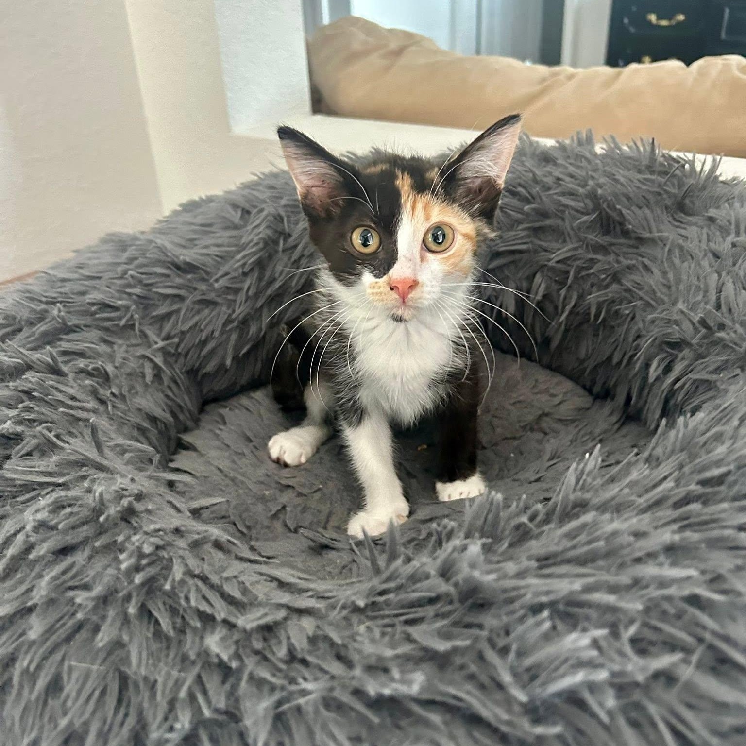 Enlarge Midge Pinciotti, an adopted Calico in Queen Creek, AZ image 3/4