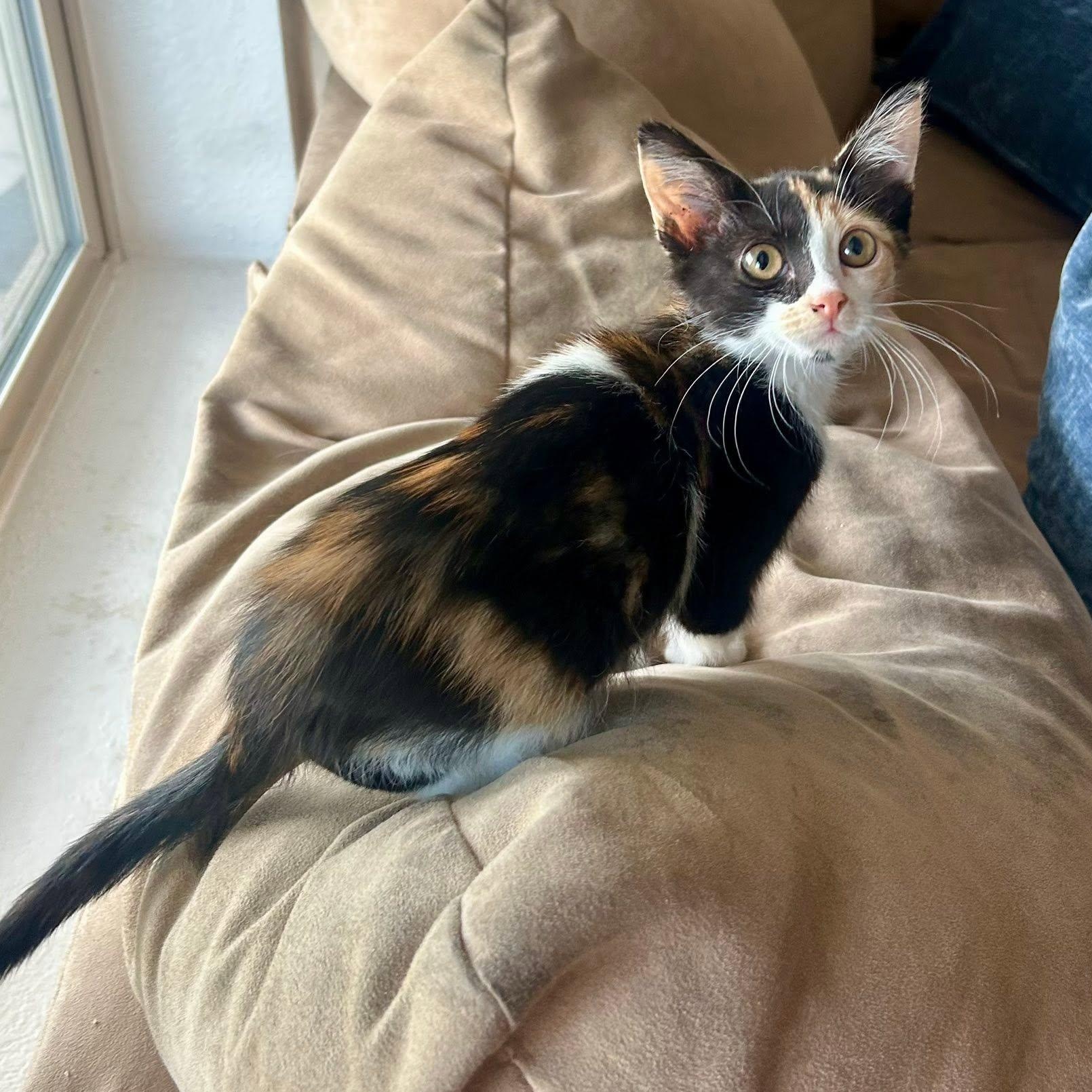 Enlarge Midge Pinciotti, an adopted Calico in Queen Creek, AZ image 1/4