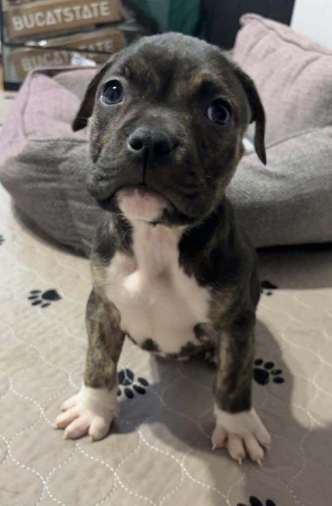 Rye, adopted, Puppy Male Pit Bull Terrier & American Bulldog.