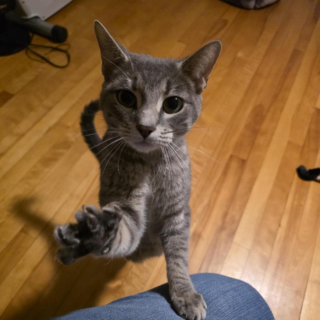 Cranberry, Adoptable, Adult Female Domestic Short Hair.
