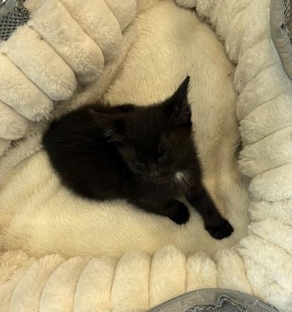 Enlarge Madea, a Adoptable mixed breed in Paducah, KY image 1/2