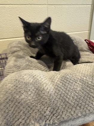 Enlarge Madea, a Adoptable mixed breed in Paducah, KY image 2/2