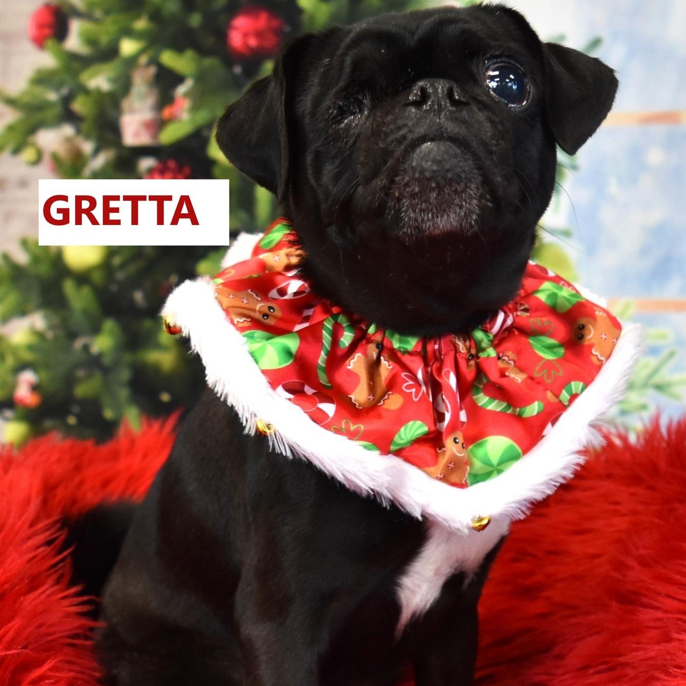 Gretta , ADOPTABLE, Adult Female Pug.
