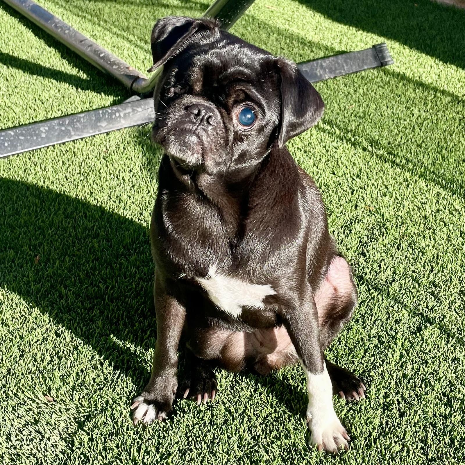 Enlarge Gretta , a ADOPTABLE Pug in Marana, AZ image 2/4