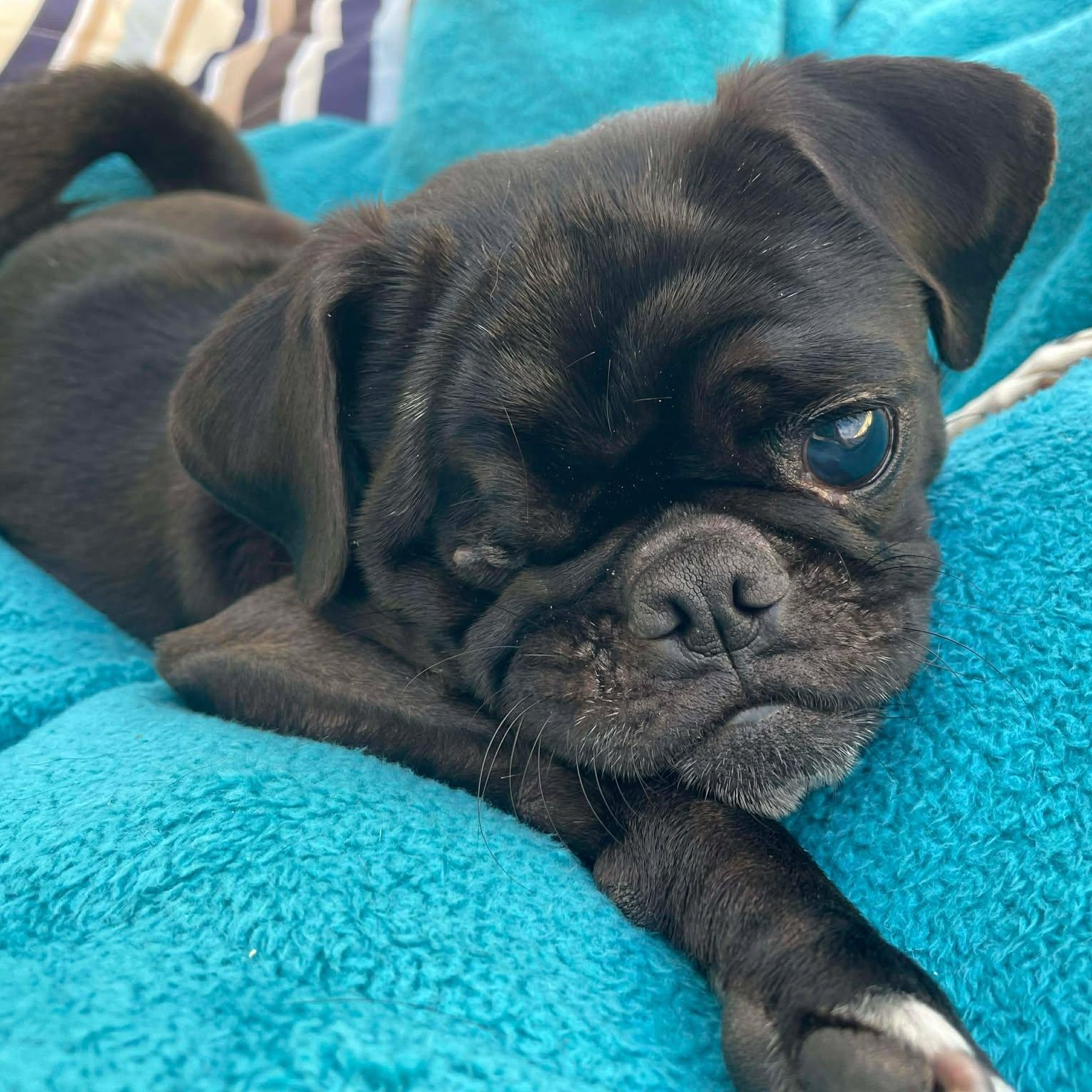 Enlarge Gretta , a ADOPTABLE Pug in Marana, AZ image 3/4