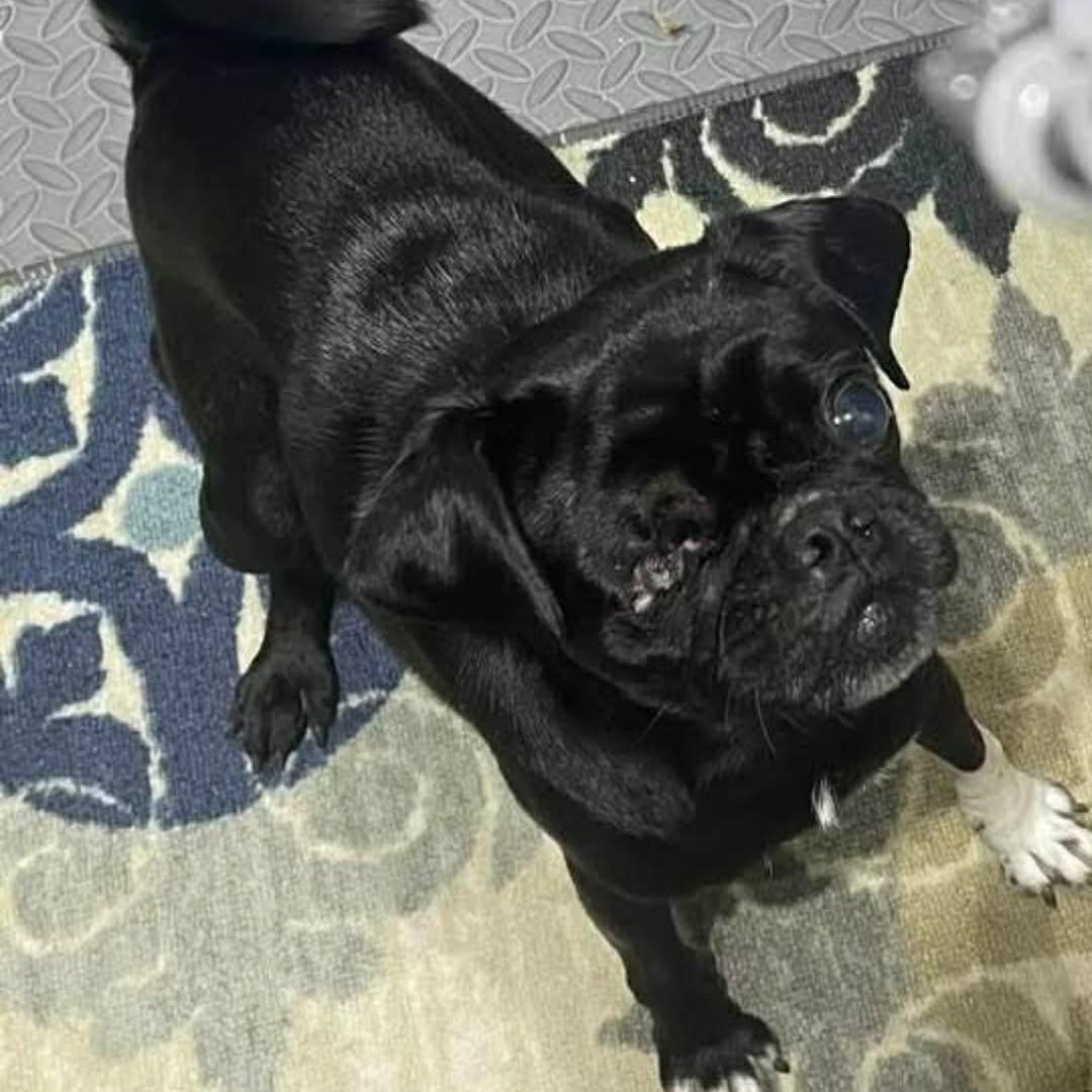 Enlarge Gretta , a ADOPTABLE Pug in Marana, AZ image 4/4