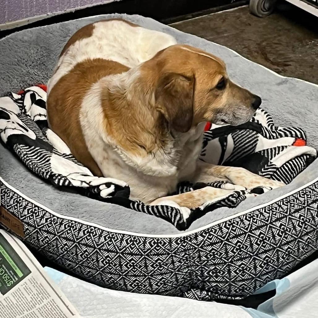 Scooby, Adoptable, Senior Male Beagle & Australian Cattle Dog / Blue Heeler.