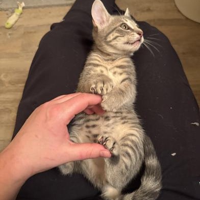 Rufus