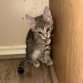 Rufus