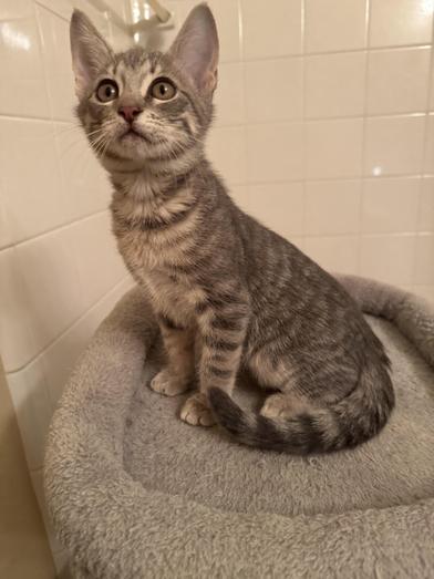 Rufus