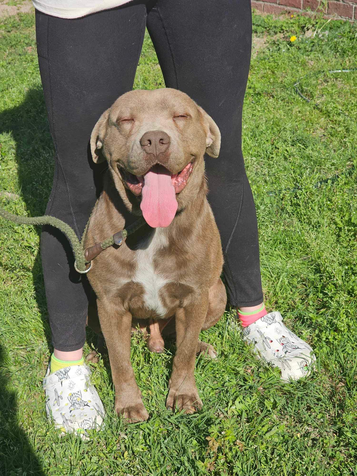 Beauregard (Beau), adopted, Adult Male Mixed Breed.