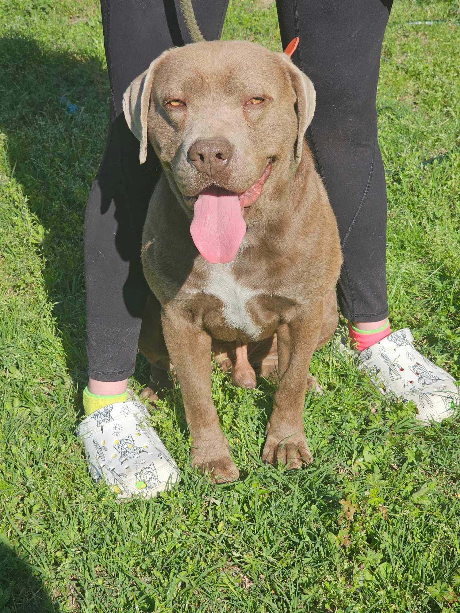 Enlarge Beauregard (Beau), an adopted Mixed Breed in Jacksonville, FL image 2/6