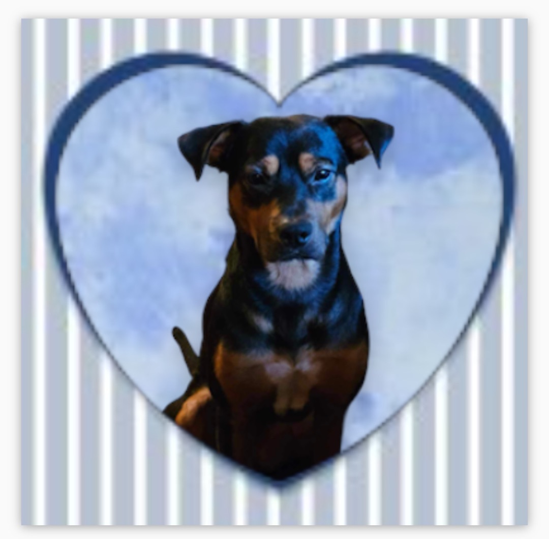 Beauregard (Beau) 3