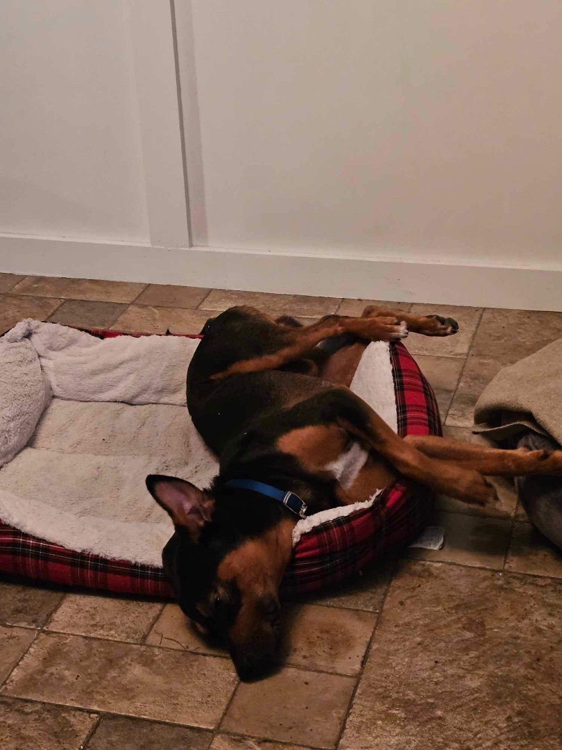 Beauregard (Beau) 4