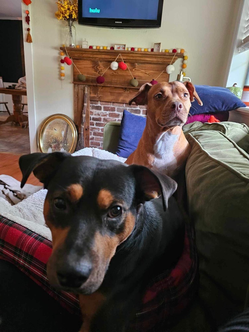 Enlarge Beauregard (Beau), an adopted Mixed Breed in Jacksonville, FL image 5/6