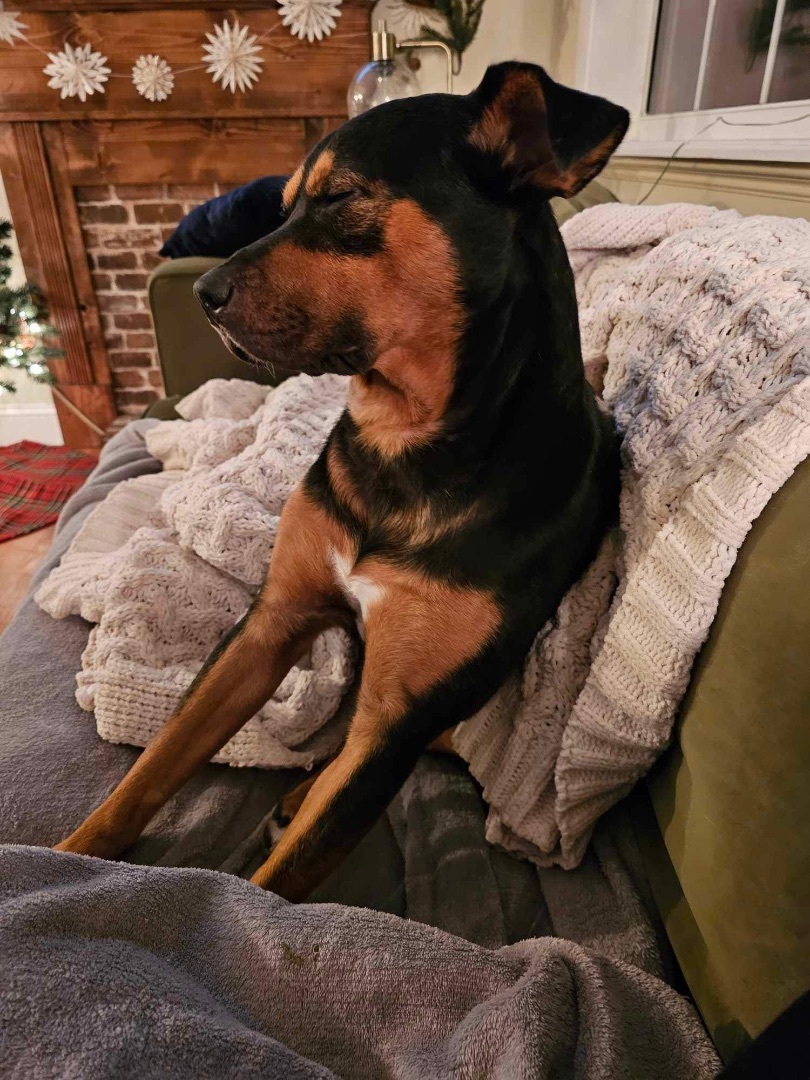 Beauregard (Beau) 5