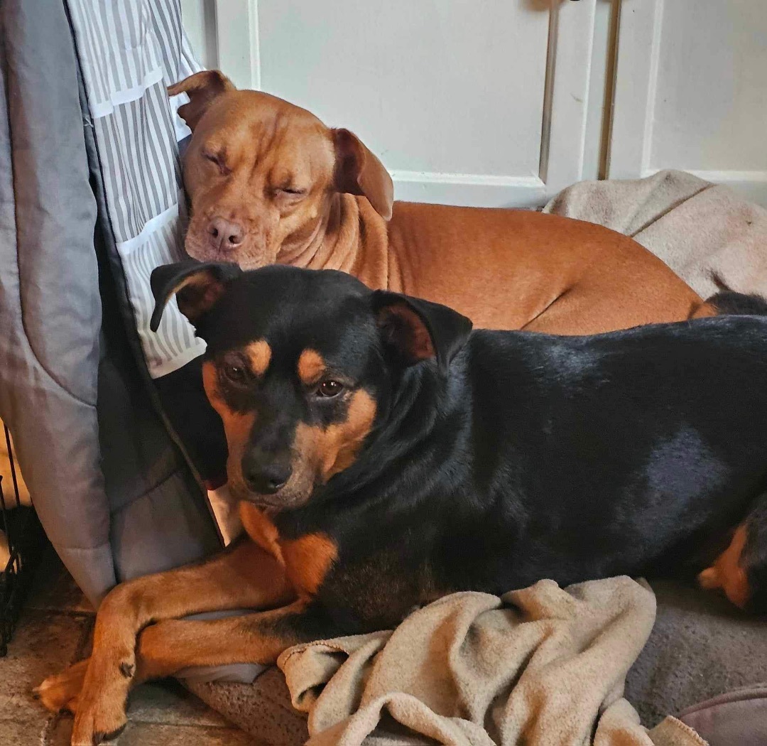 Enlarge Beauregard (Beau), an adopted Mixed Breed in Jacksonville, FL image 6/6