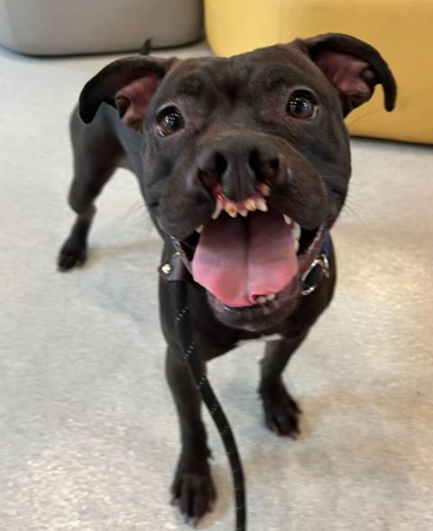Sarah Smile, ADOPTABLE, Young Female Pit Bull Terrier.