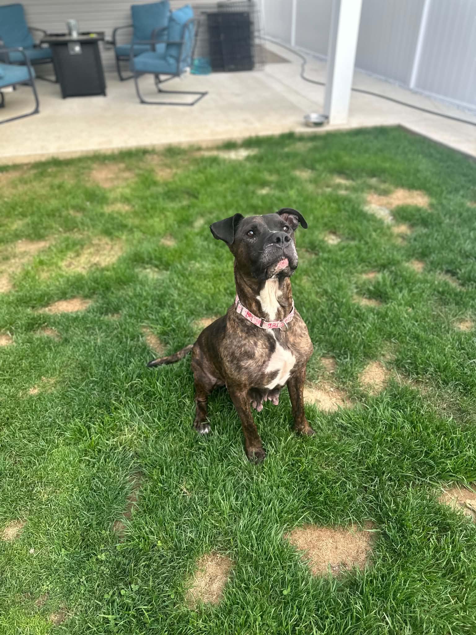 Viva, Adoptable, Adult Female Pit Bull Terrier.