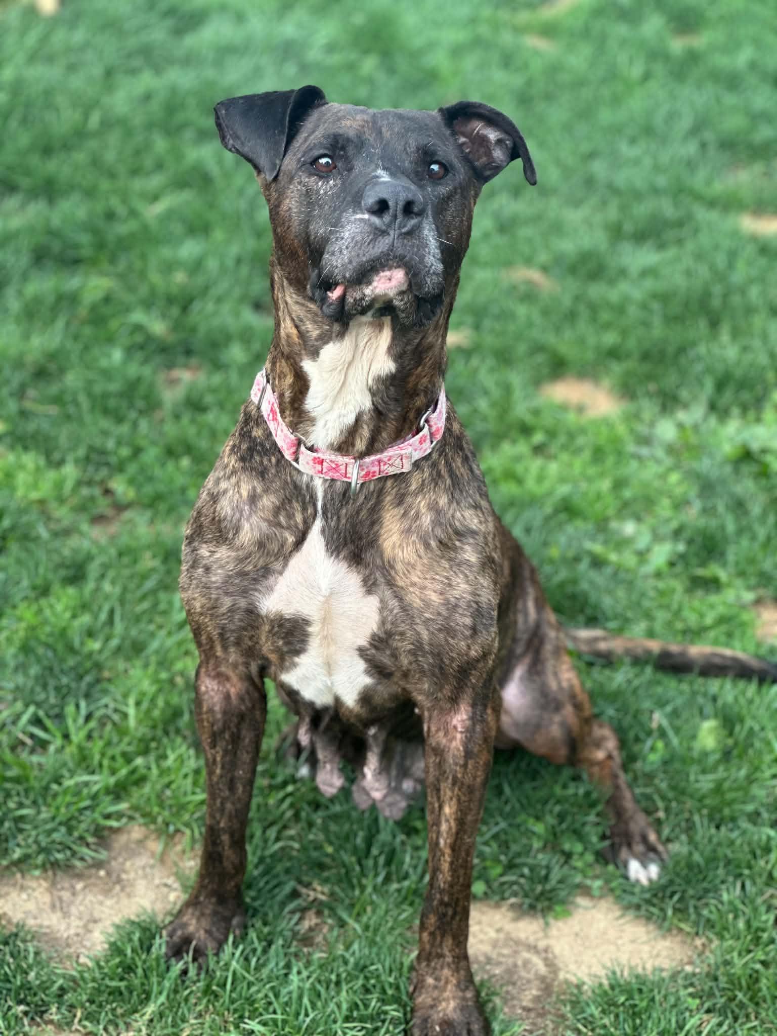 Viva, a Adoptable Pit Bull Terrier in Catasauqua, PA image 2/3