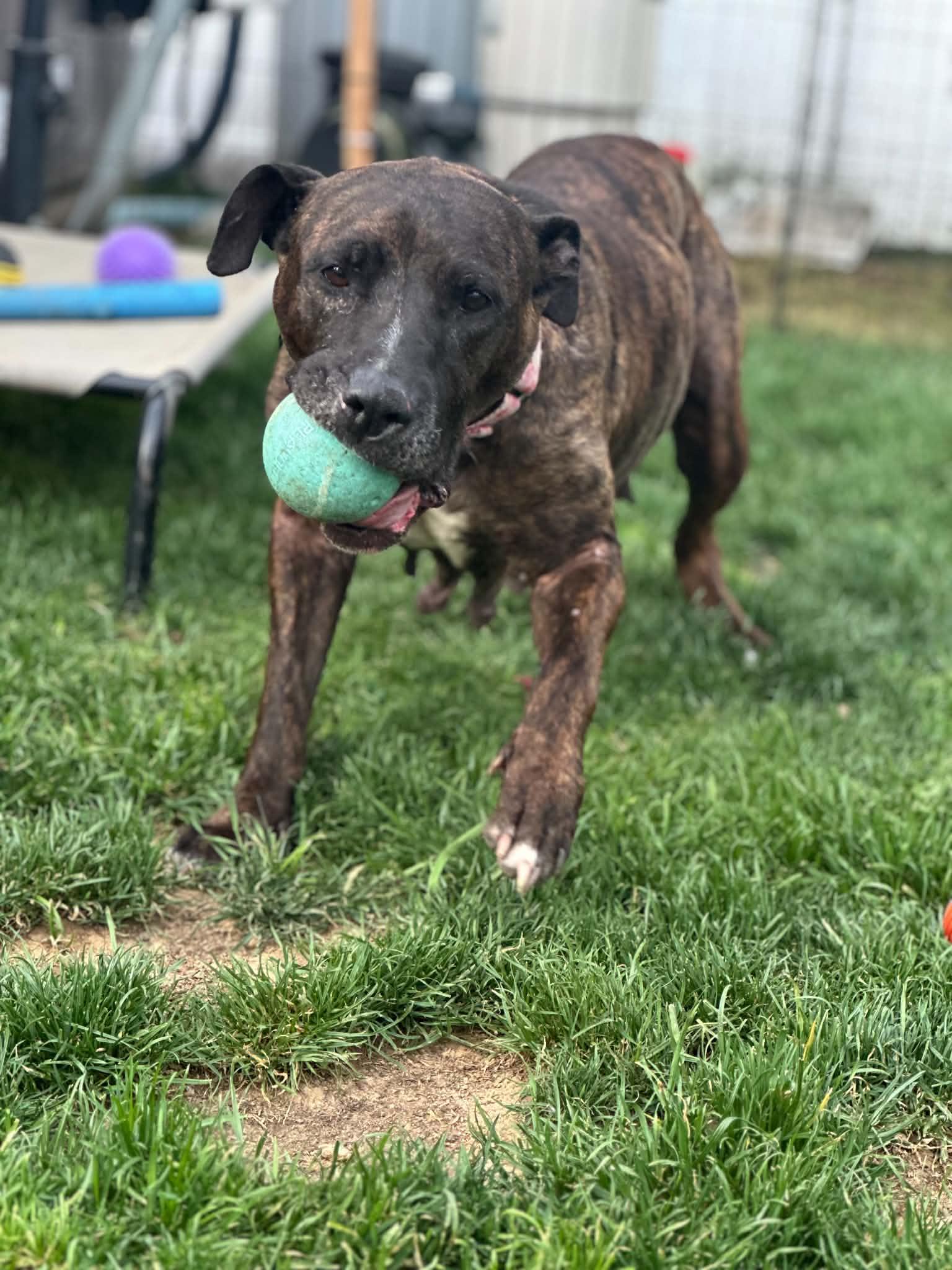 Viva, a Adoptable Pit Bull Terrier in Catasauqua, PA image 3/3