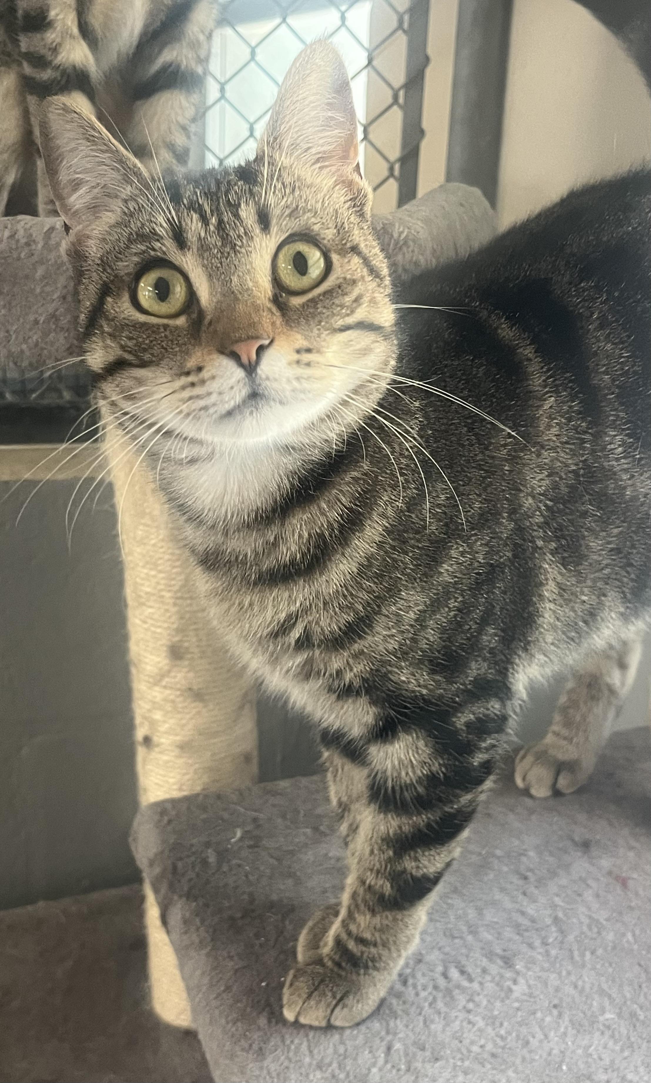Pebbles, ADOPTABLE, Adult Female Domestic Short Hair & Tabby.