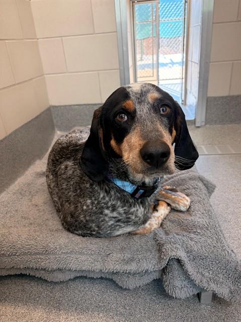 ODIE, Adoptable, Adult Male Bluetick Coonhound.