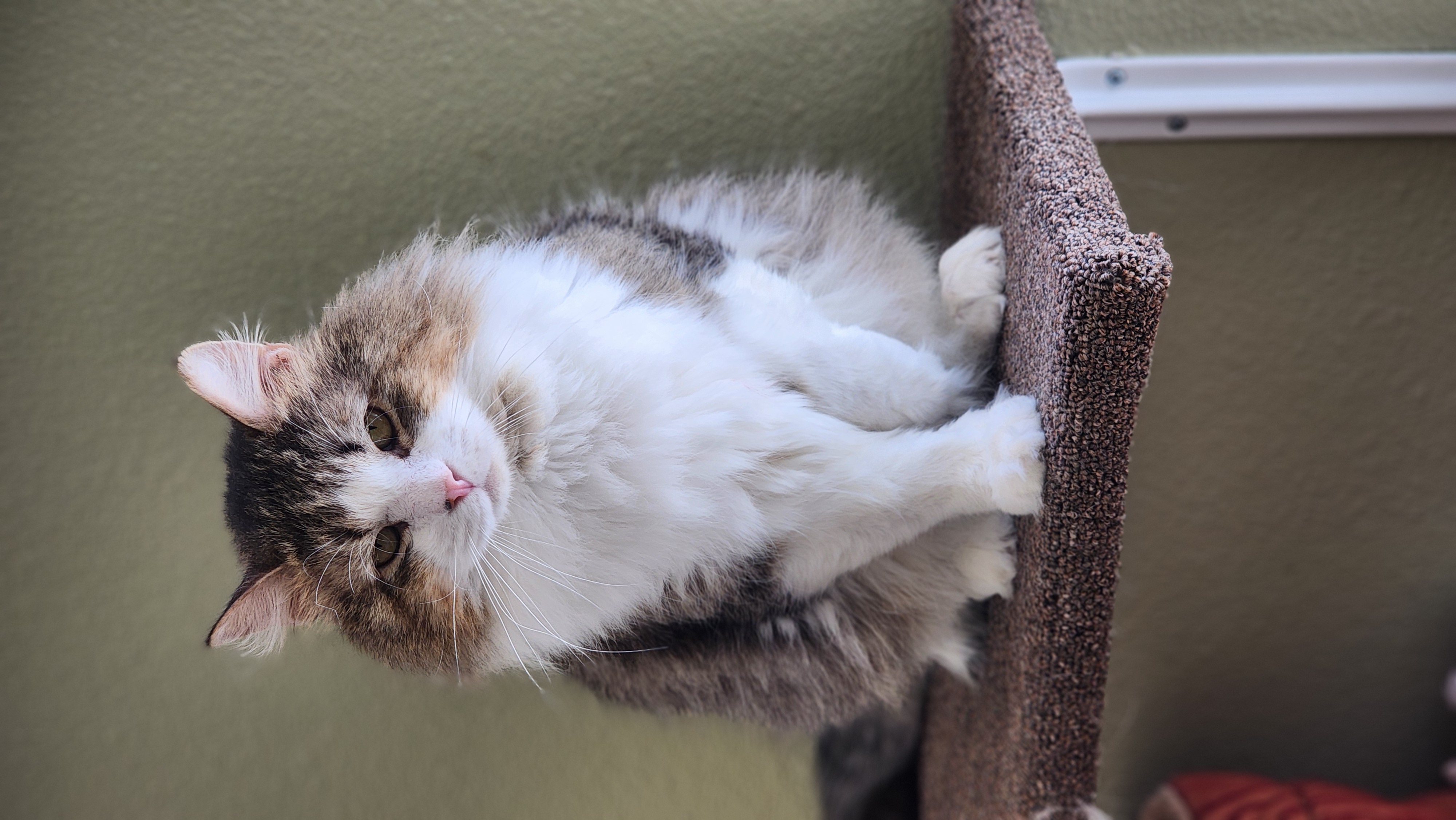 Rocky, a Adoptable Domestic Medium Hair in Jacksonville, OR image 2/5