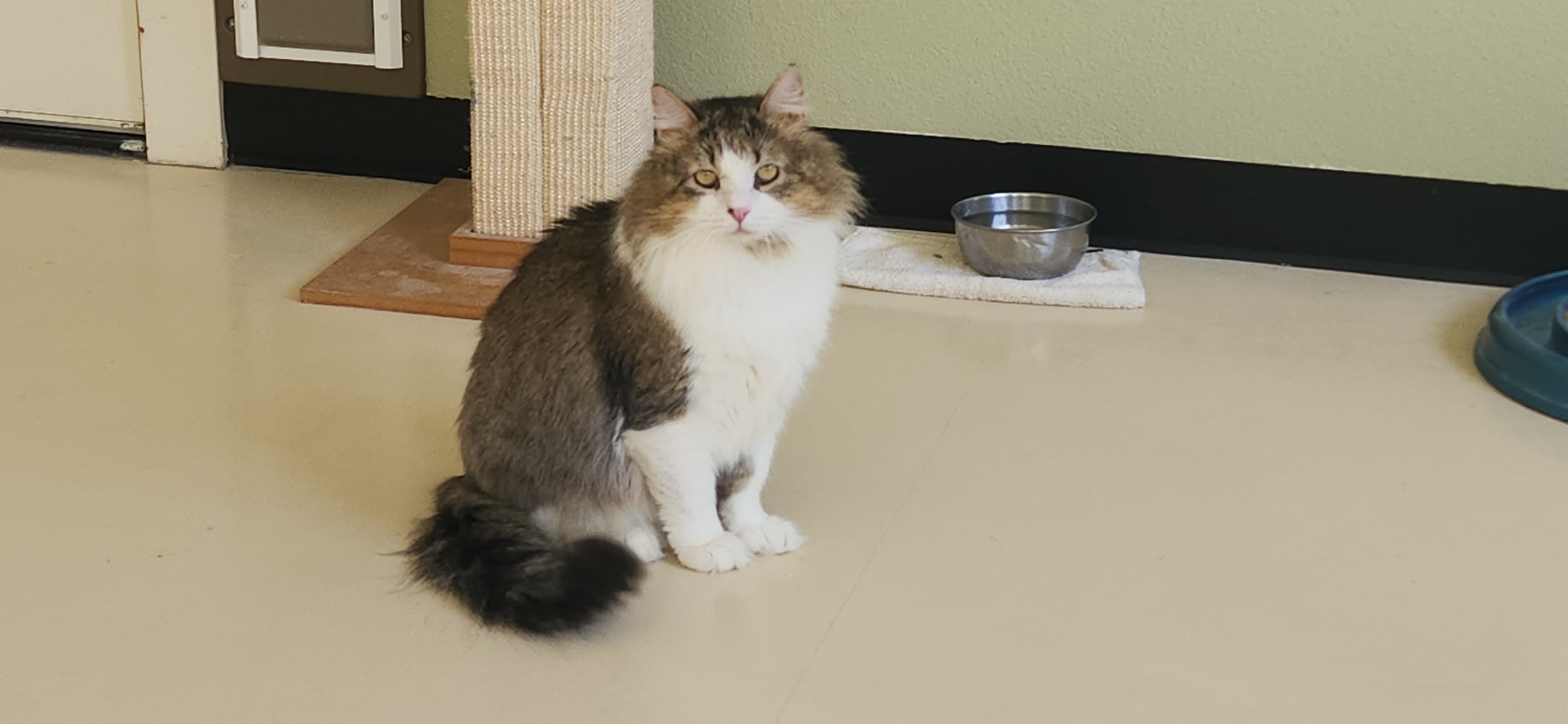 Rocky, a Adoptable Domestic Medium Hair in Jacksonville, OR image 3/5