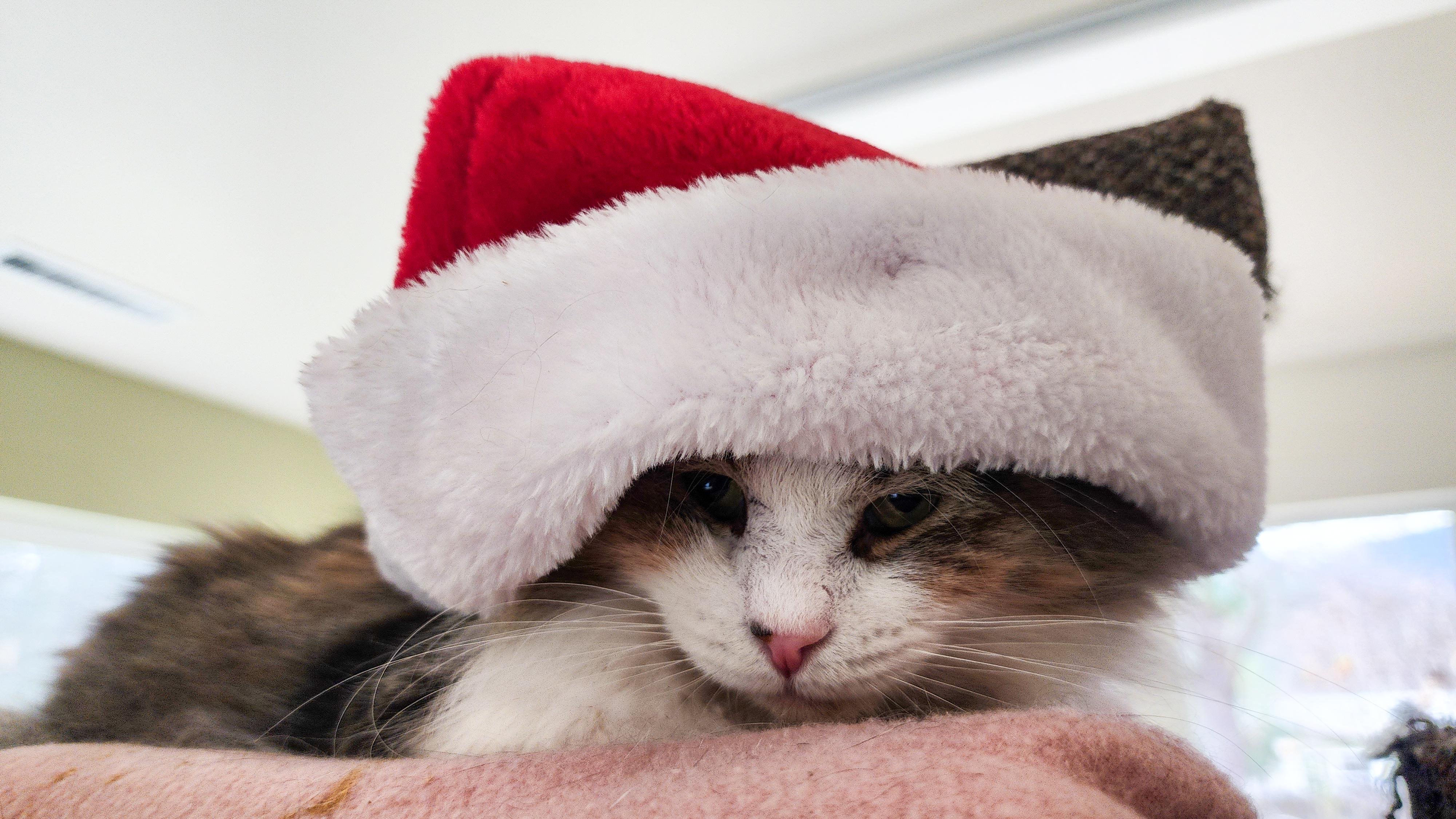 Enlarge Rocky, a Adoptable Domestic Medium Hair in Jacksonville, OR image 1/5