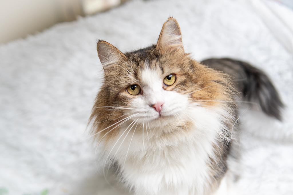 Rocky, a Adoptable Domestic Medium Hair in Jacksonville, OR image 1/5