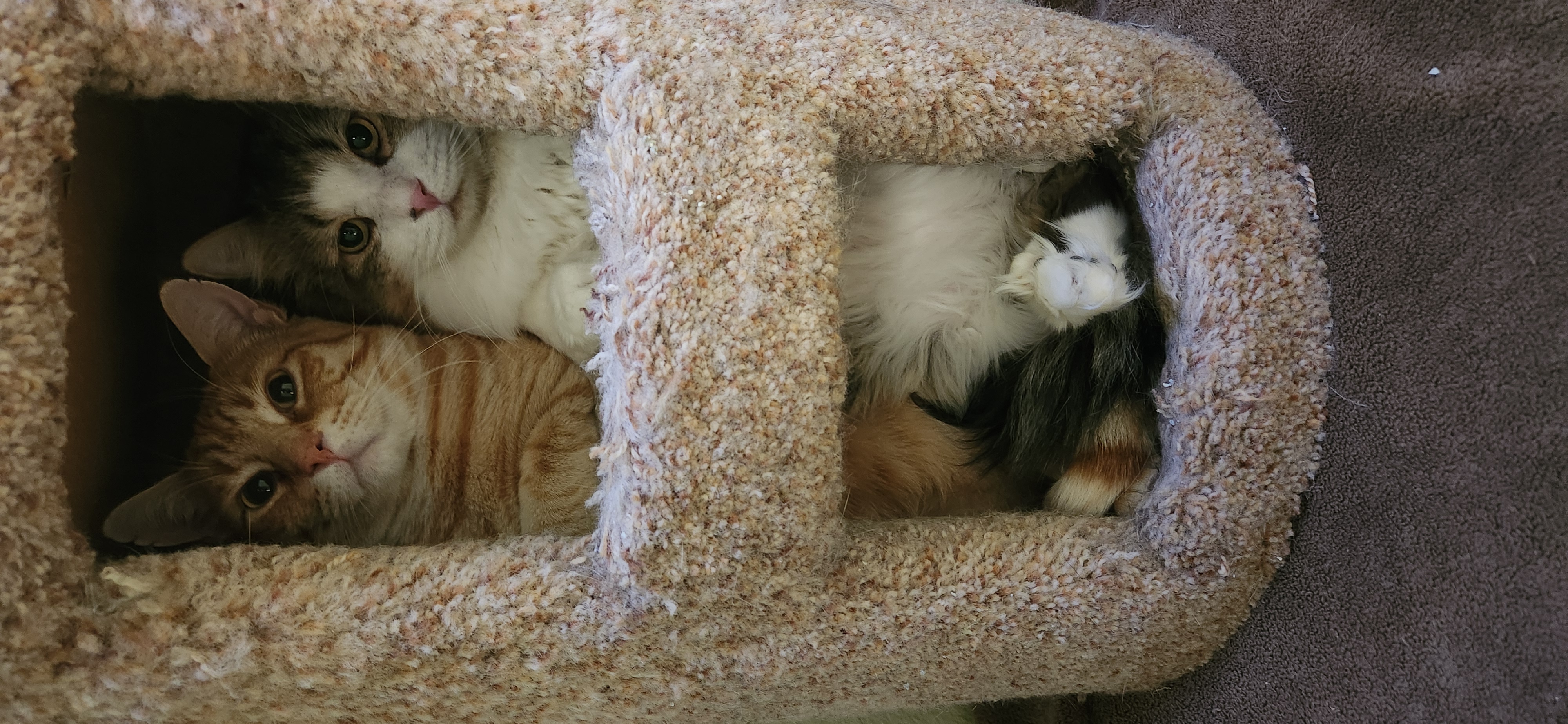 Rocky, a Adoptable Domestic Medium Hair in Jacksonville, OR image 4/5