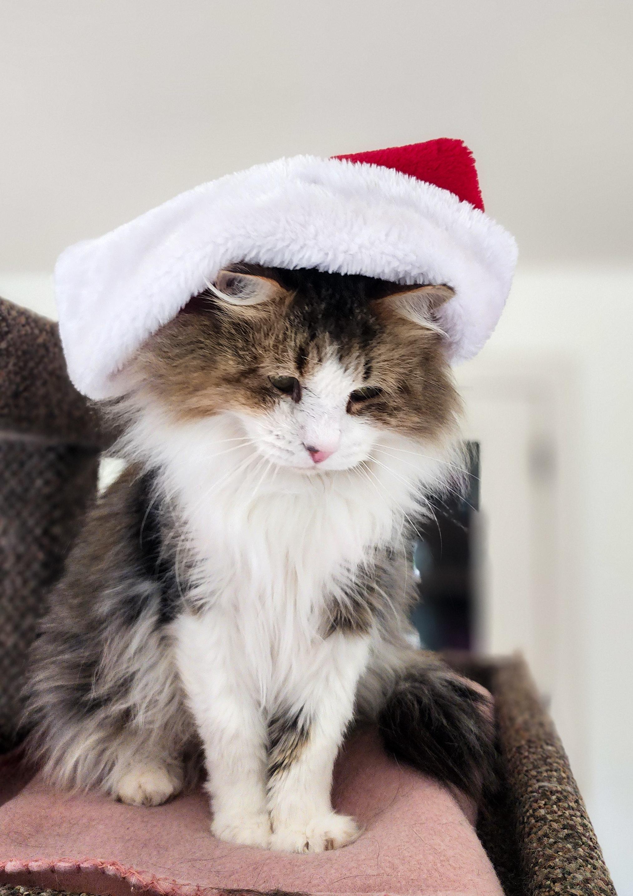 Enlarge Rocky, a Adoptable Domestic Medium Hair in Jacksonville, OR image 3/5