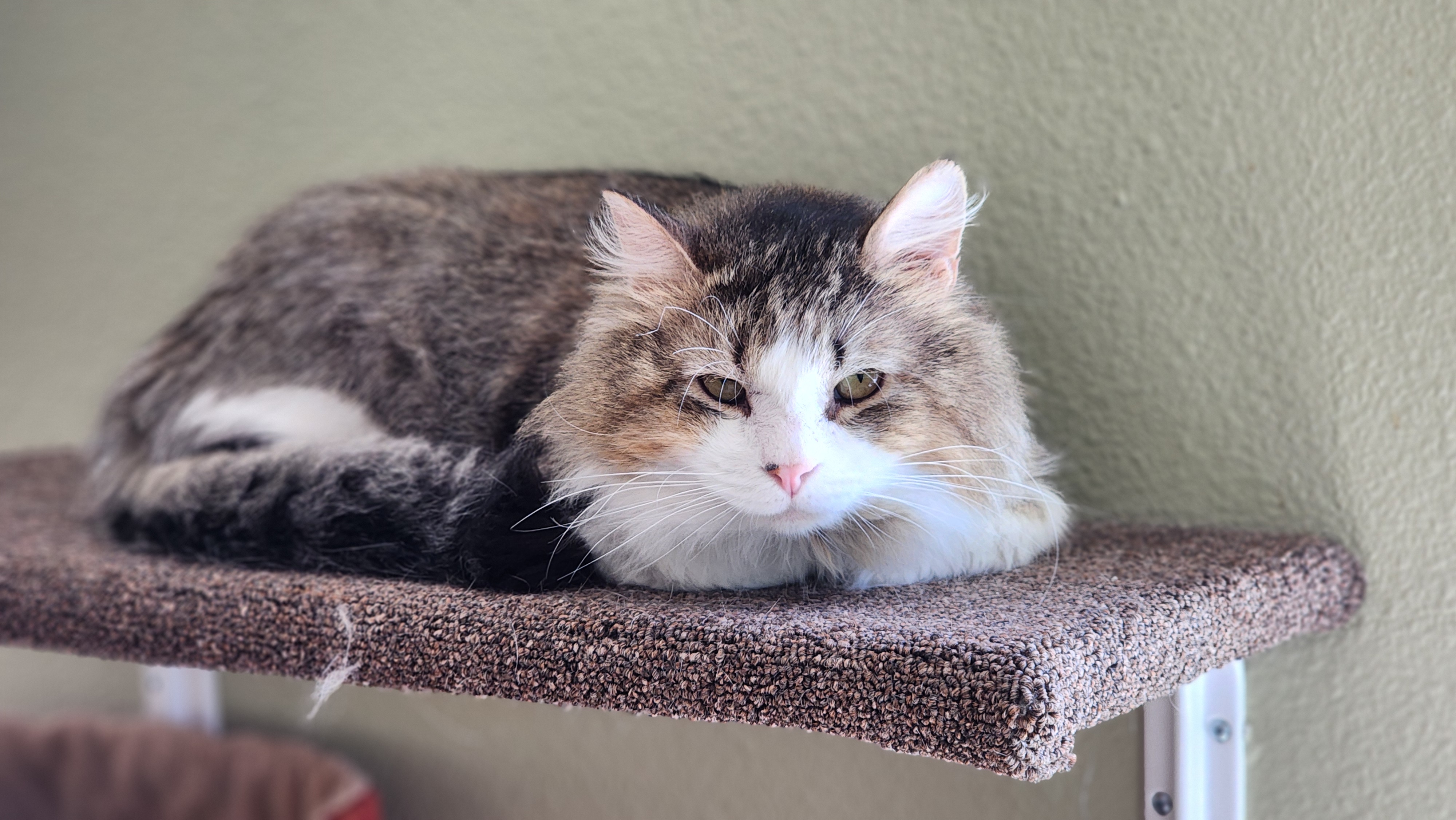 Rocky, a Adoptable Domestic Medium Hair in Jacksonville, OR image 5/5