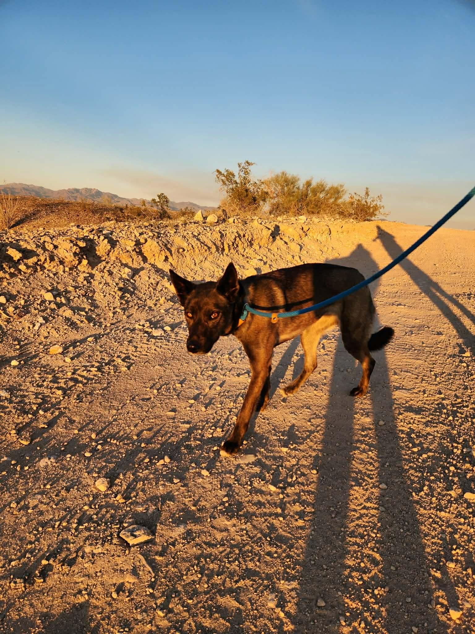 Enlarge Maya, a Adoptable Belgian Shepherd / Malinois in Vancouver, WA image 1/5