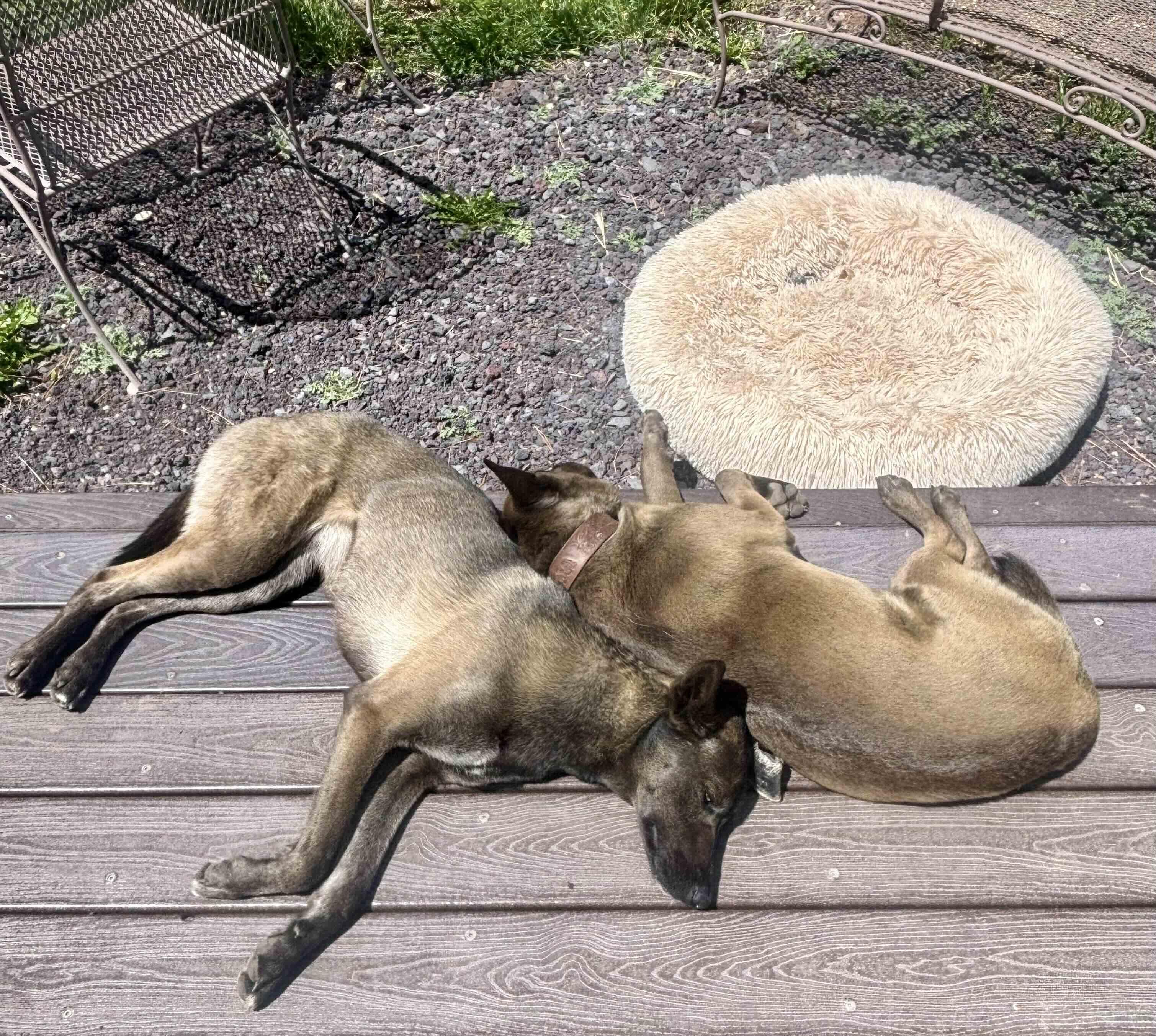 Maya, Adoptable, Adult Female Belgian Shepherd / Malinois.