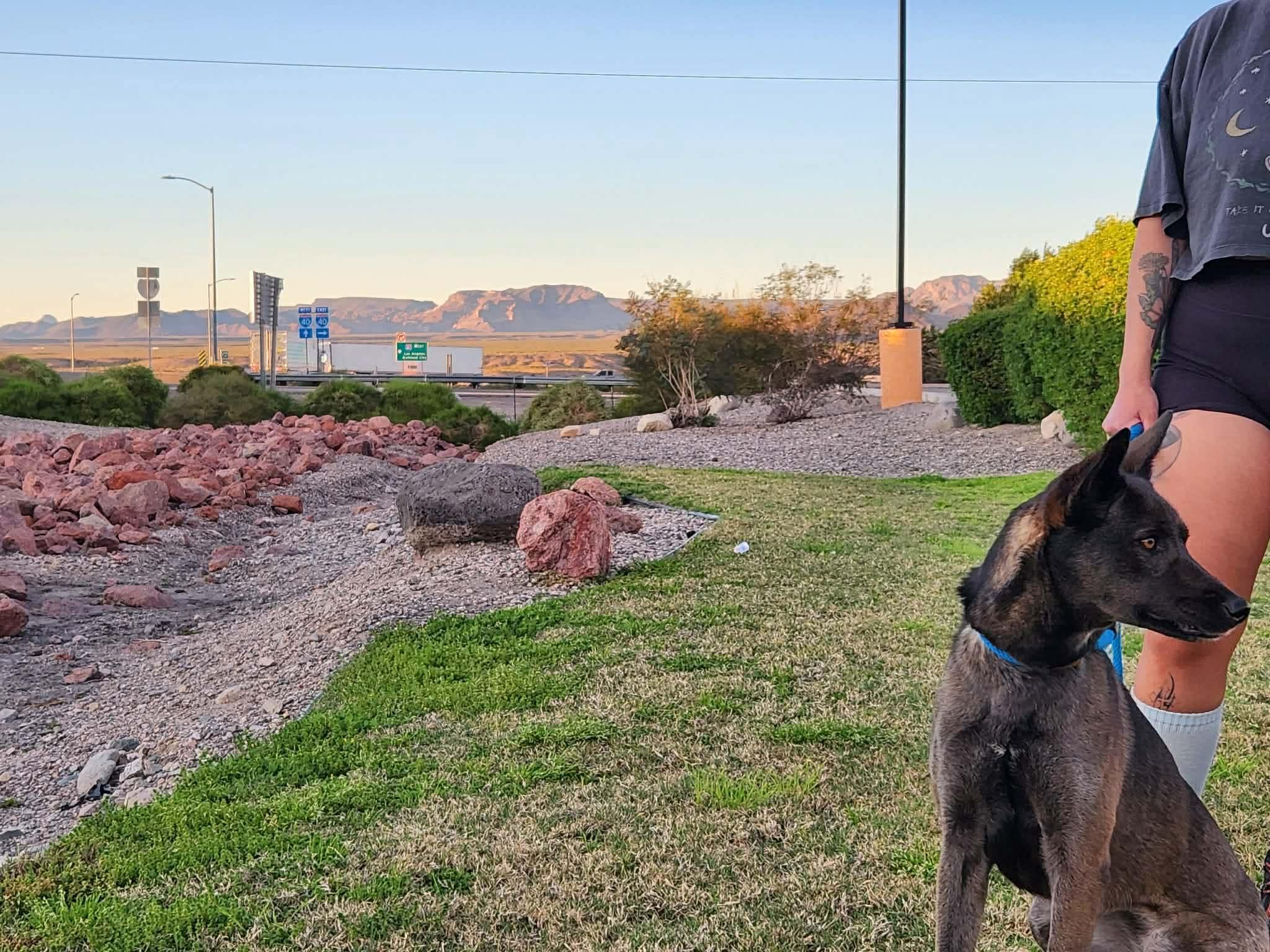 Enlarge Maya, a Adoptable Belgian Shepherd / Malinois in Vancouver, WA image 2/5